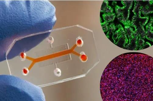 细胞培养芯片.jpg 细胞培养芯片.jpg